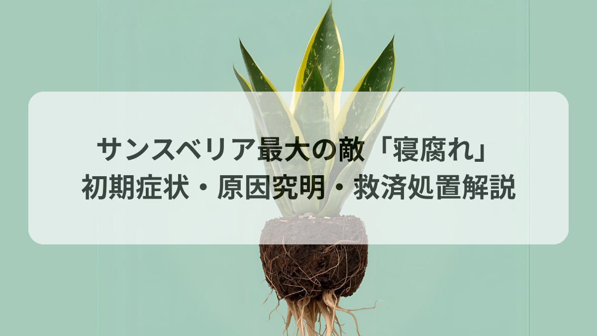 サンスベリアの根腐れ完全マニュアル
