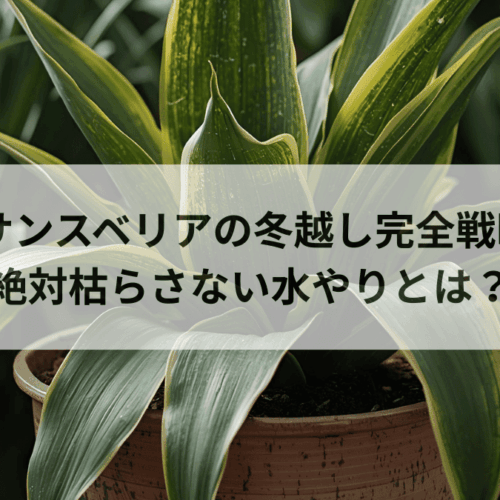 サンスベリアの冬越し完全戦略絶対枯らさない水やり