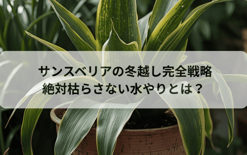 サンスベリアの冬越し完全戦略絶対枯らさない水やり