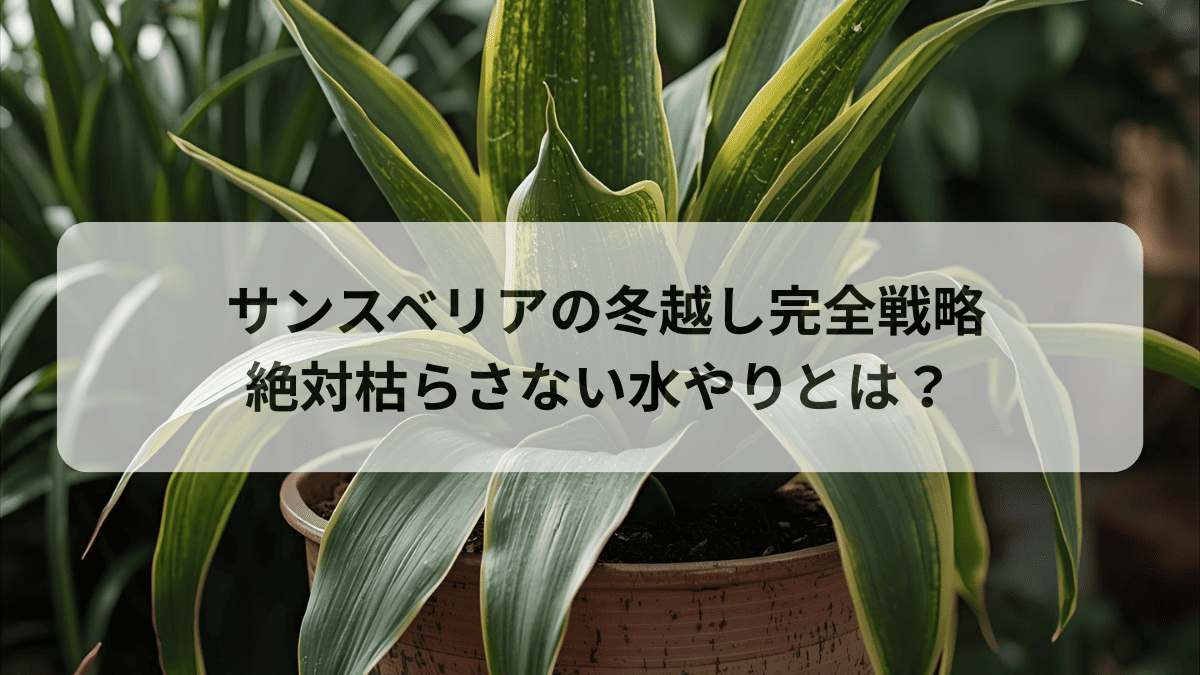 サンスベリアの冬越し完全戦略絶対枯らさない水やり
