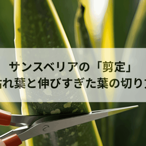 サンスベリアの剪定_枯れ葉と伸びすぎた葉の切り方