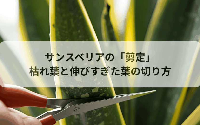 サンスベリアの剪定_枯れ葉と伸びすぎた葉の切り方