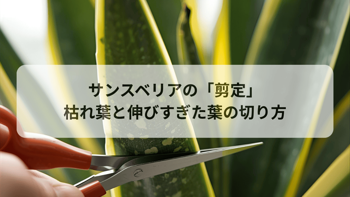 サンスベリアの剪定_枯れ葉と伸びすぎた葉の切り方