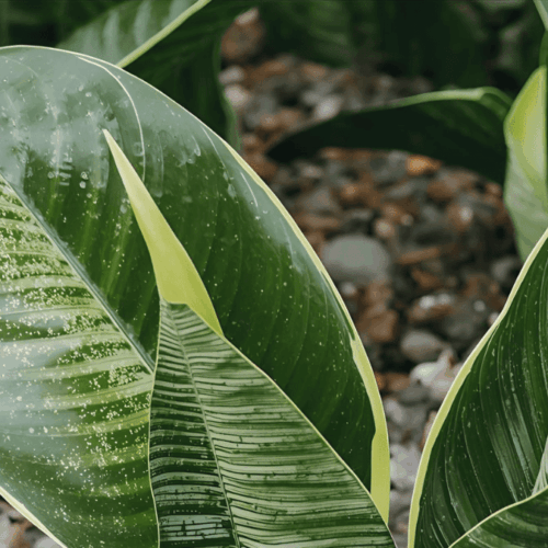 サンスベリアの株分け-完全マニュアル