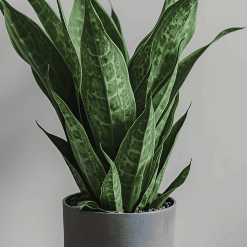 サンスベリアの置き場所完全ガイド【季節別・光量基準】