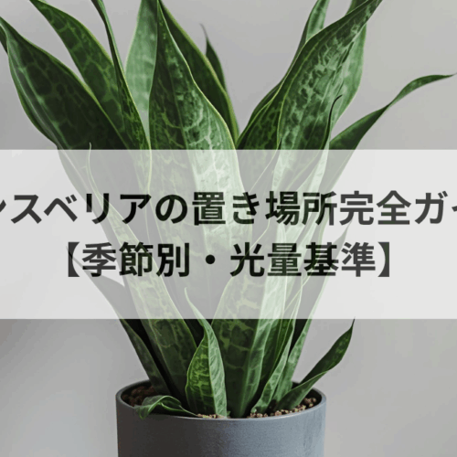 サンスベリアの置き場所完全ガイド【季節別・光量基準】