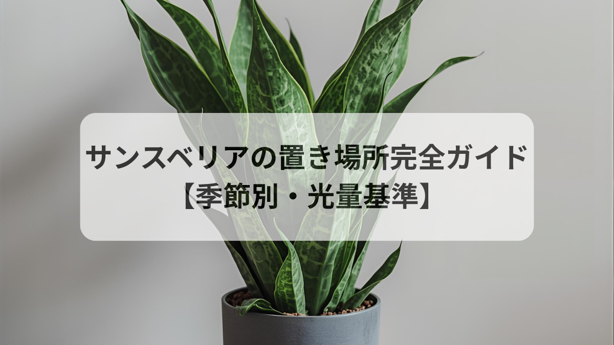 サンスベリアの置き場所完全ガイド【季節別・光量基準】