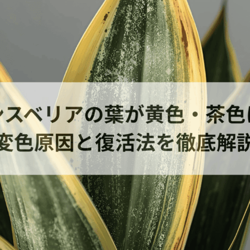 サンスベリアの葉が黄色・茶色に！変色原因と復活法を徹底解説
