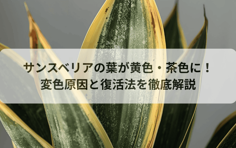 サンスベリアの葉が黄色・茶色に！変色原因と復活法を徹底解説