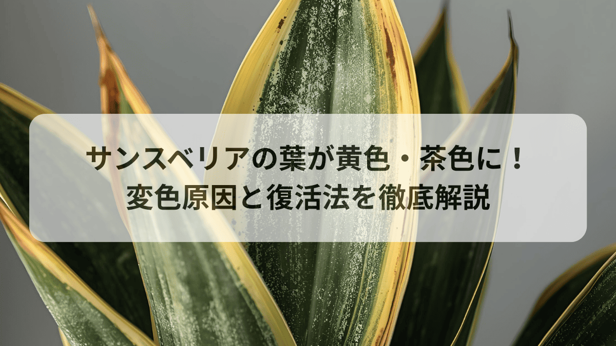 サンスベリアの葉が黄色・茶色に！変色原因と復活法を徹底解説