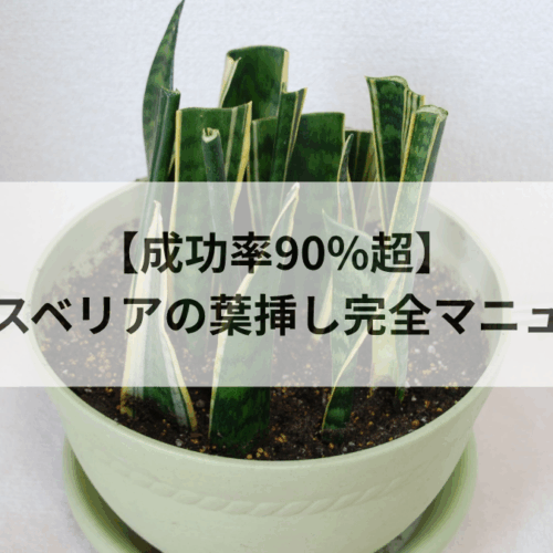 サンスベリア葉挿し