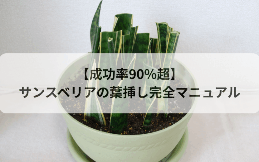 サンスベリア葉挿し