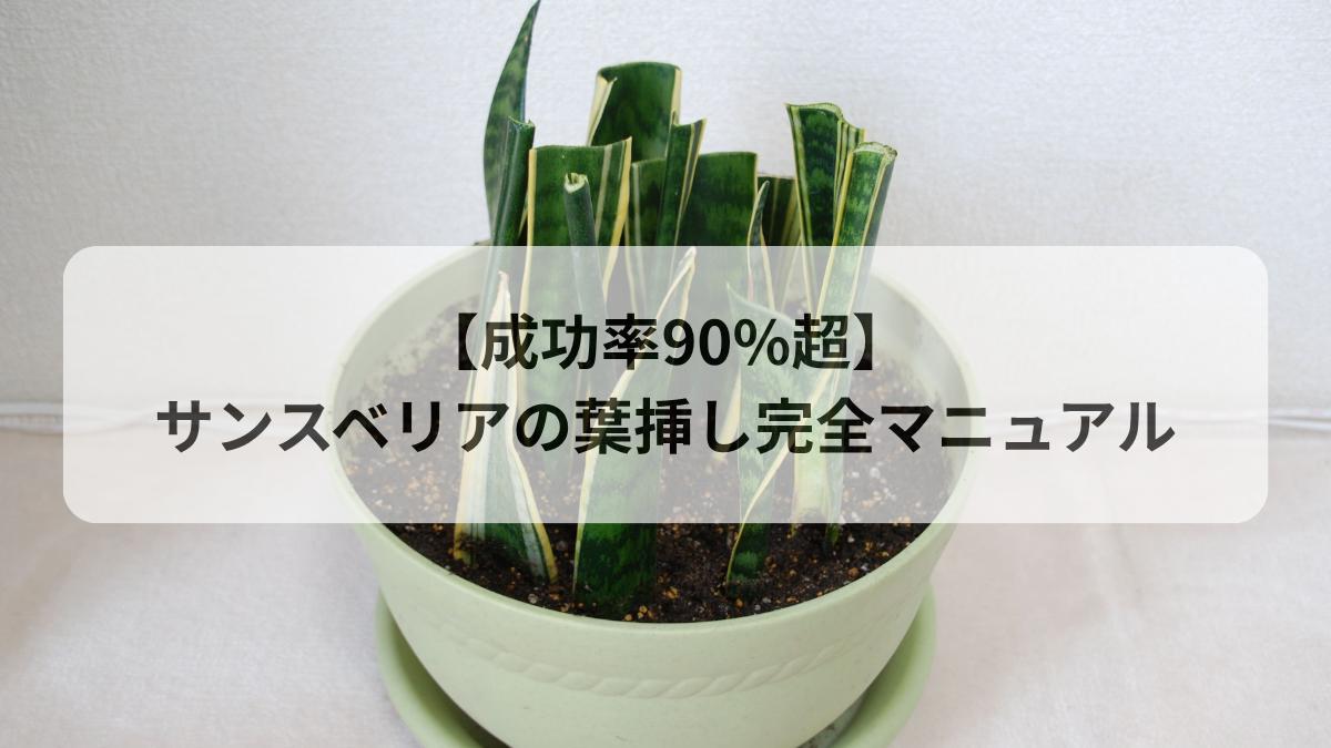 サンスベリア葉挿し