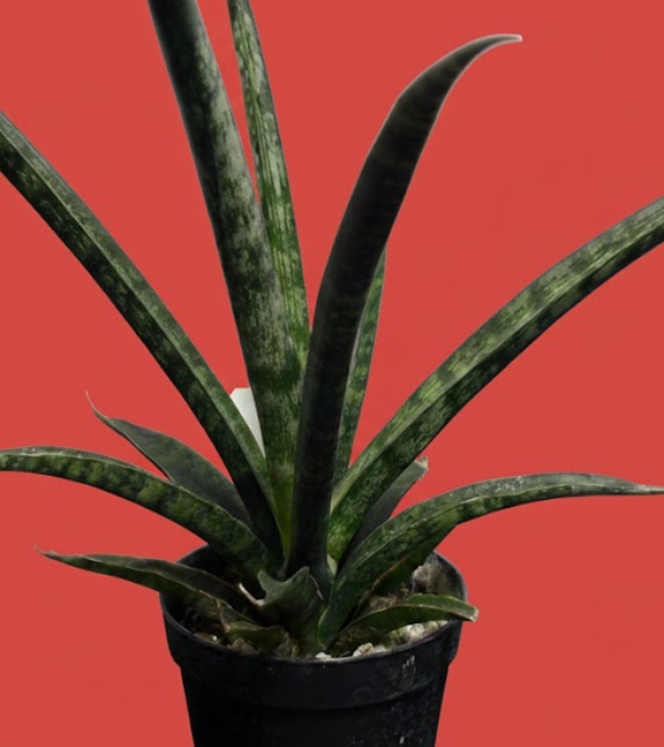 サンスベリア・ファーンウッド