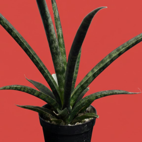 サンスベリア・ファーンウッド