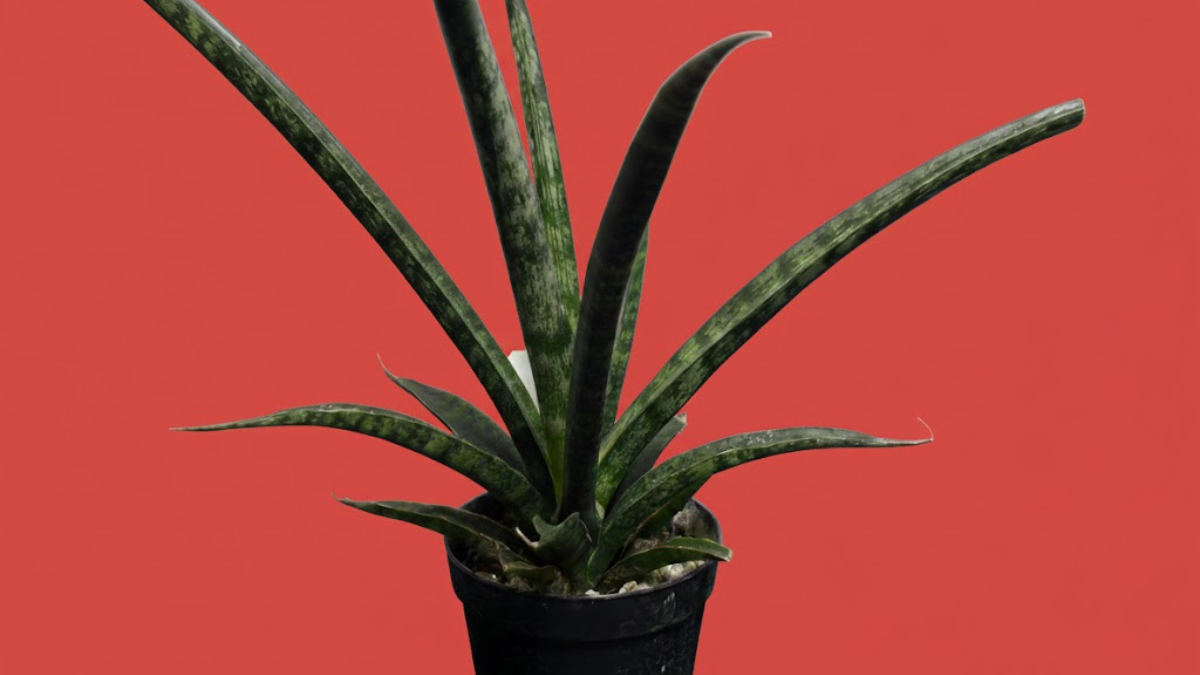 サンスベリア・ファーンウッド