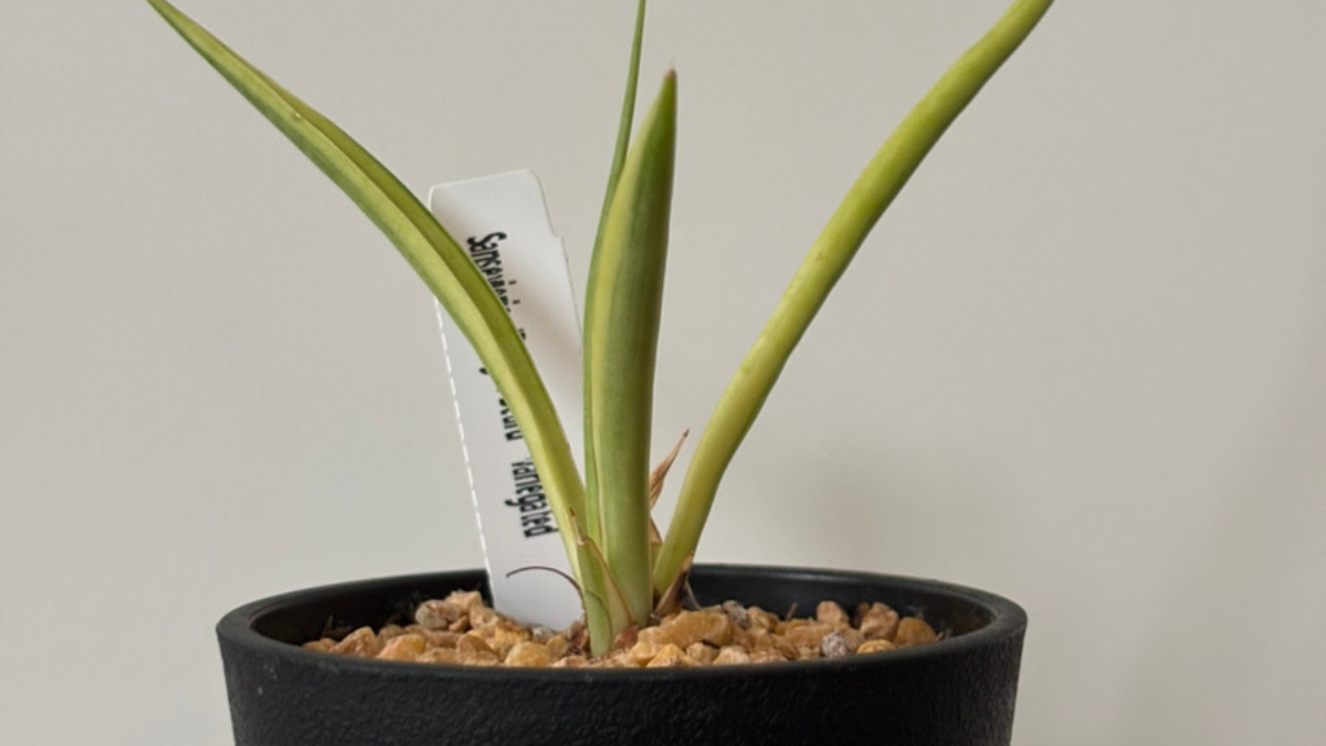 希少種】サンスベリア・ダンシングドラゴンお迎えの記録- Sansevieria Life
