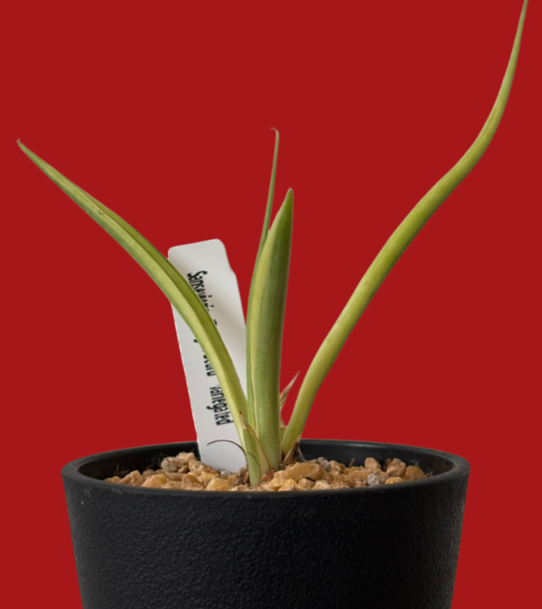 サンスベリア・ダンシングドラゴン