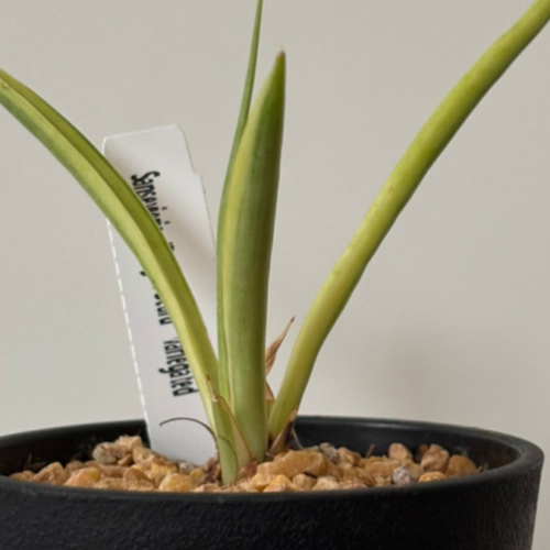 サンスベリア・ダンシングドラゴン