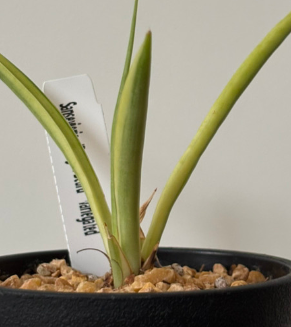 希少種】サンスベリア・ダンシングドラゴンお迎えの記録- Sansevieria Life