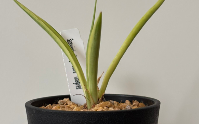 サンスベリア・ダンシングドラゴン