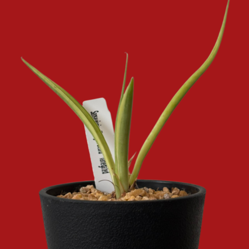 サンスベリア・ダンシングドラゴン