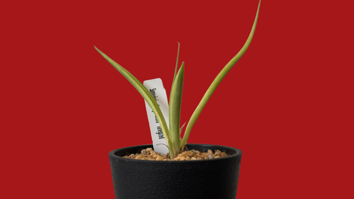 サンスベリア・ダンシングドラゴン