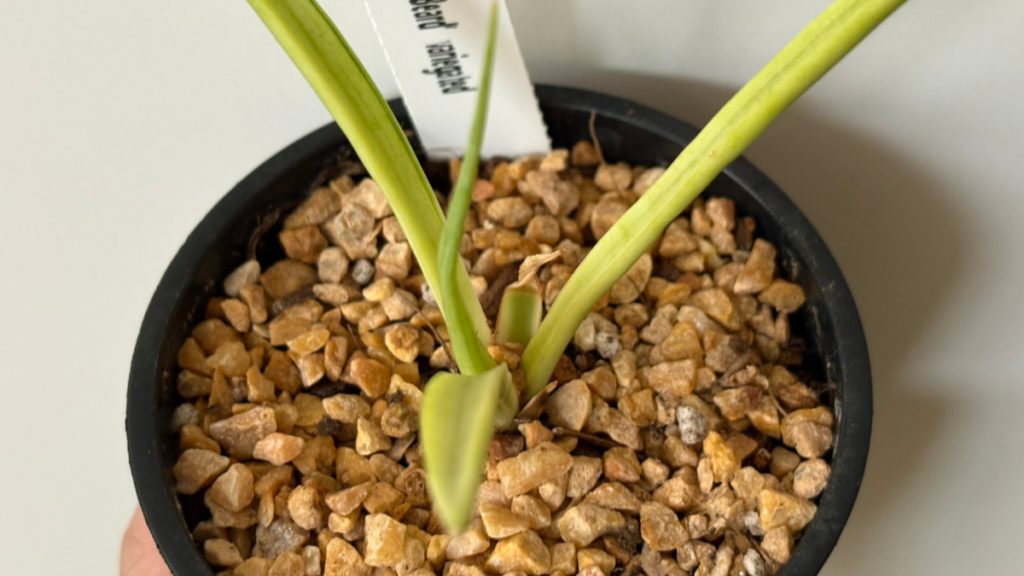 サンスベリア・ダンシングドラゴン拡大