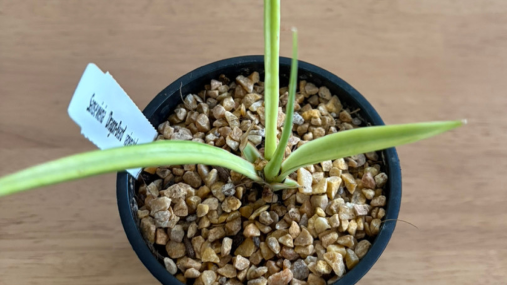 サンスベリア・ダンシングドラゴン新しい目も元気そうなのですぐすぐの植替えは不要