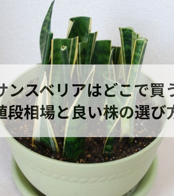 サンスベリアはどこで買う？値段相場と失敗しない良い株の見分け方