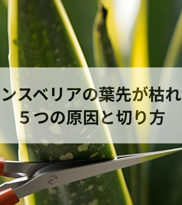 サンスベリアの葉先が枯れる5つの原因｜茶色い部分の切り方も解説