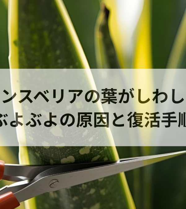 サンスベリアの葉がしわしわ・ぶよぶよになる原因と復活手順を徹底解説