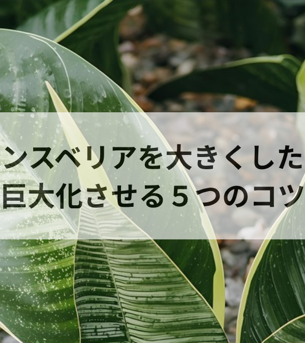 サンスベリアを大きくしたい！巨大化させる育て方5つのコツと肥料術