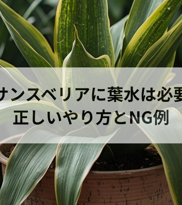 サンスベリアに葉水は必要？正しいやり方と逆効果になるNG例を解説
