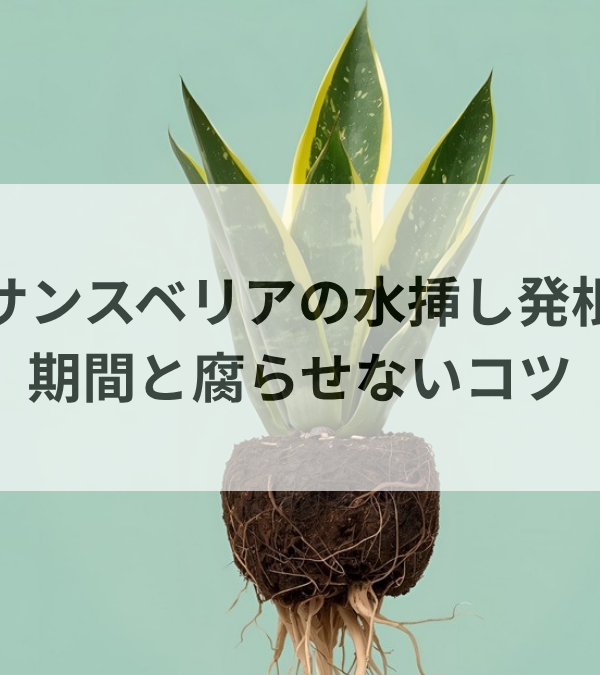サンスベリアの水挿しで発根させる手順｜根が出る期間と腐らせないコツ