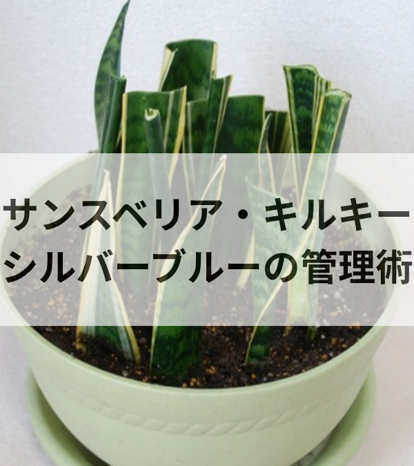 サンスベリア・キルキーの育て方｜シルバーブルーの美しさを保つ管理術