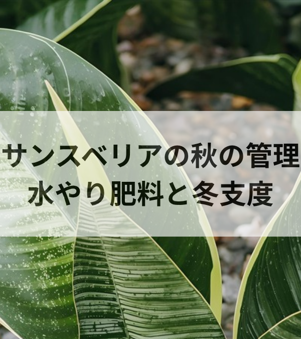サンスベリアの秋の管理｜9〜11月の水やり・肥料ストップと冬支度