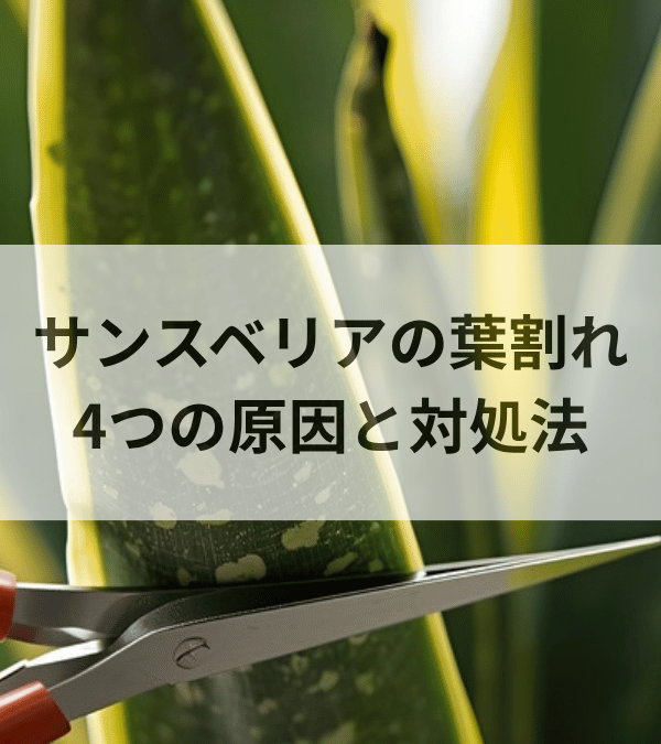 サンスベリアの葉が割れる4つの原因｜裂けた葉の対処法と予防を解説