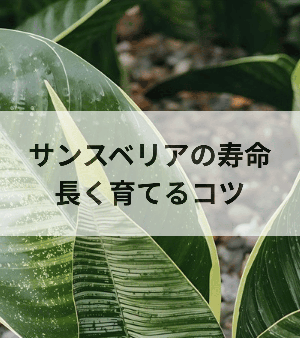 サンスベリアの寿命は何年？長く育てるコツと枯れる原因を徹底解説
