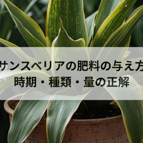 サンスベリアの肥料の与え方｜時期・種類・量の正解と枯らさない注意点