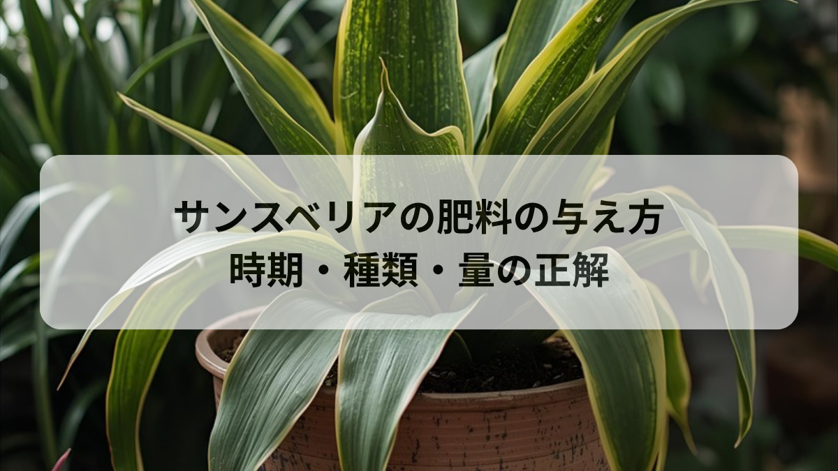 サンスベリアの肥料の与え方｜時期・種類・量の正解と枯らさない注意点