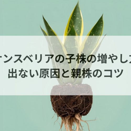 サンスベリアの子株が出ない原因と増やし方｜親株を充実させるコツ