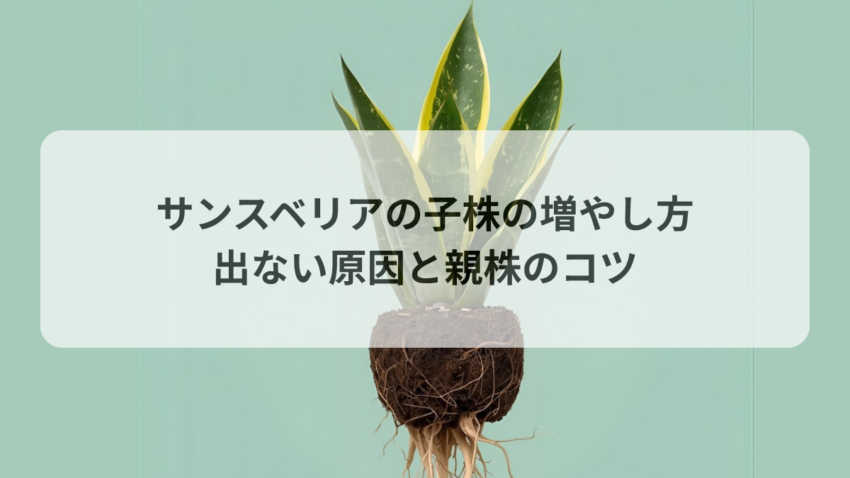 サンスベリアの子株が出ない原因と増やし方｜親株を充実させるコツ