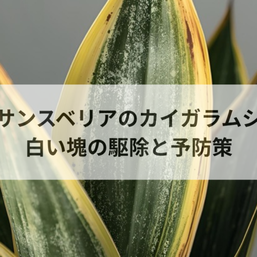 サンスベリアのカイガラムシ駆除法｜白い塊の正体と再発させない予防策