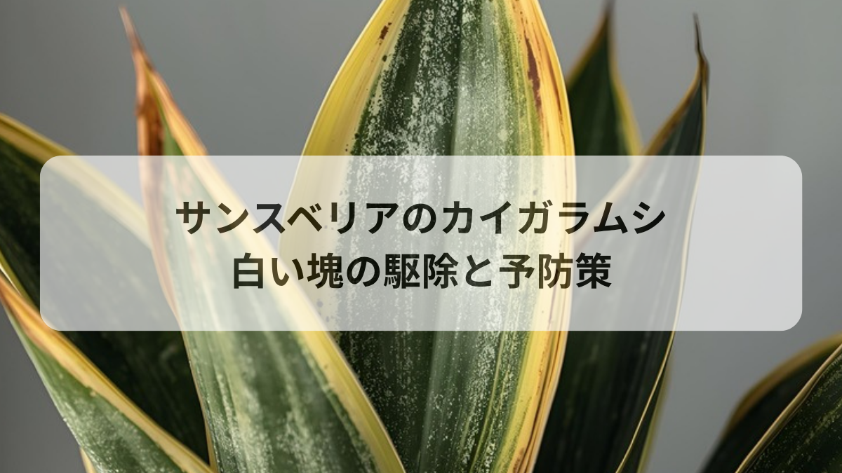 サンスベリアのカイガラムシ駆除法｜白い塊の正体と再発させない予防策