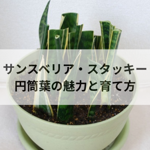 サンスベリア・スタッキーの育て方｜円筒葉の魅力とミカドとの違い