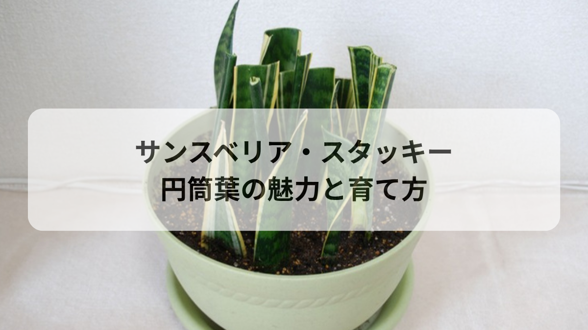 サンスベリア・スタッキーの育て方｜円筒葉の魅力とミカドとの違い