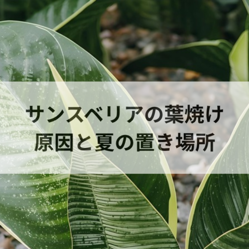 サンスベリアの葉焼けの原因と対処法｜夏の直射日光から守る置き場所
