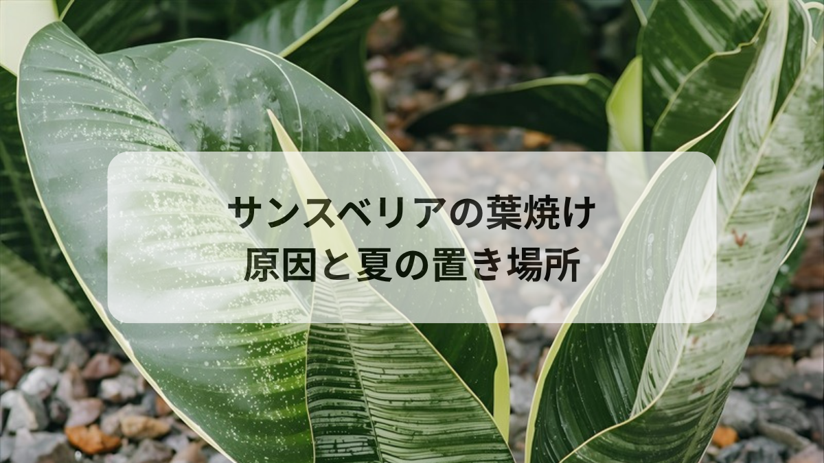 サンスベリアの葉焼けの原因と対処法｜夏の直射日光から守る置き場所