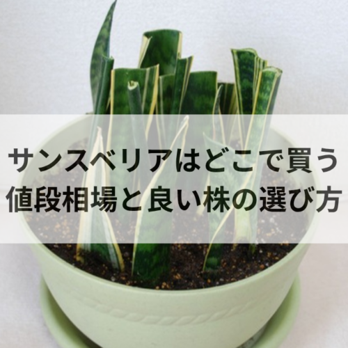 サンスベリアはどこで買う？値段相場と失敗しない良い株の見分け方